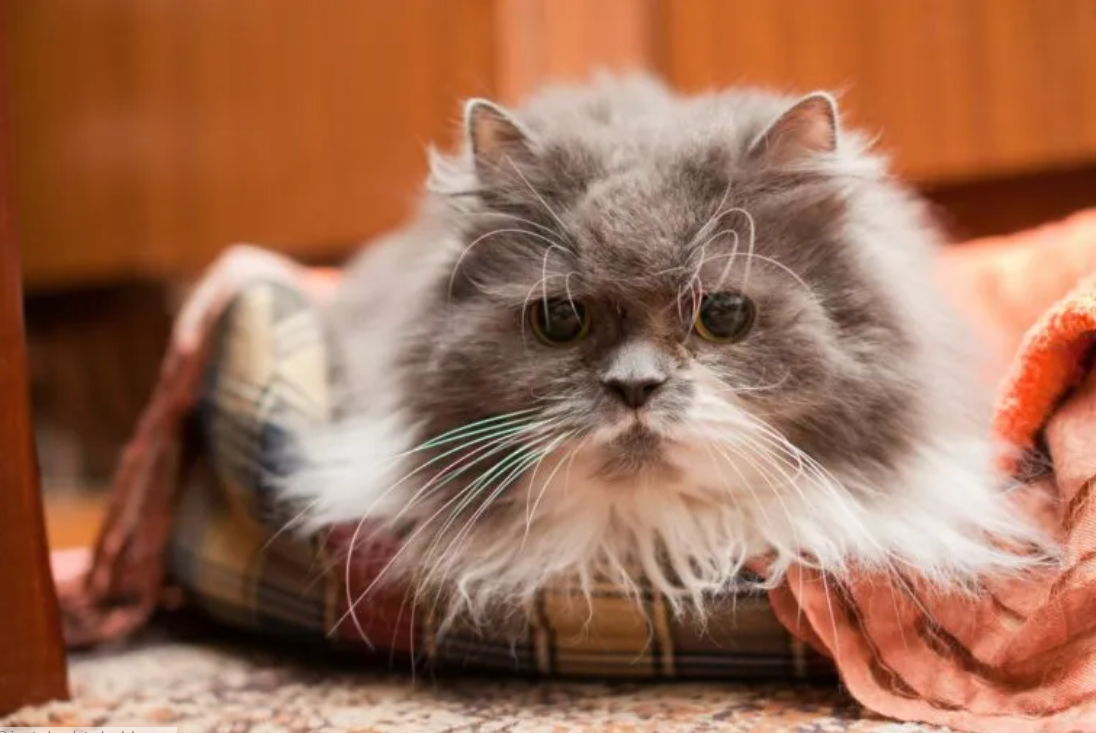 Démence chez les chats