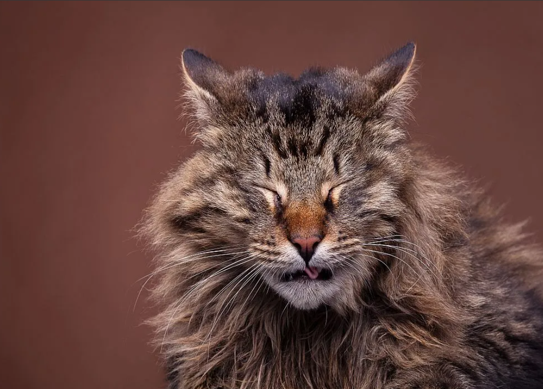 Mon chat éternue : pourquoi et que faire ?