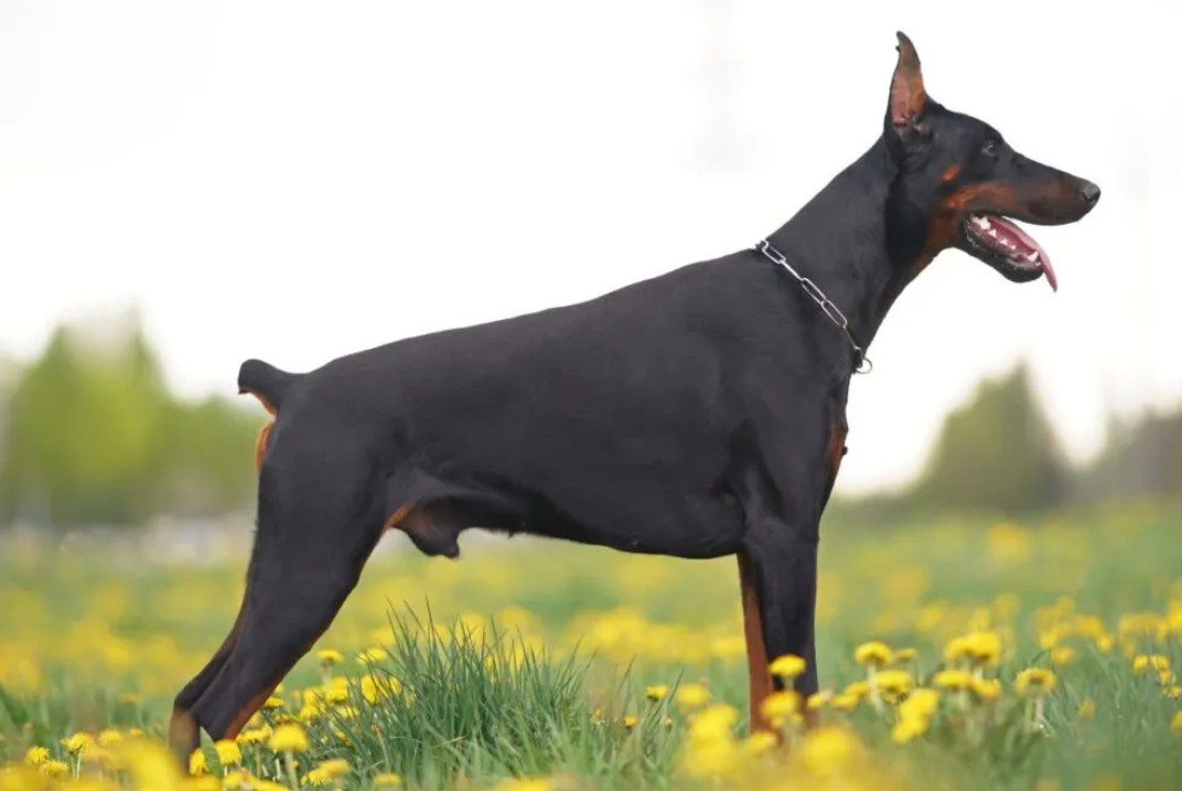 Queue et oreilles coupées chez le chien : des pratiques controversées au cœur du débat