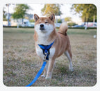 Harnais chien anti-traction