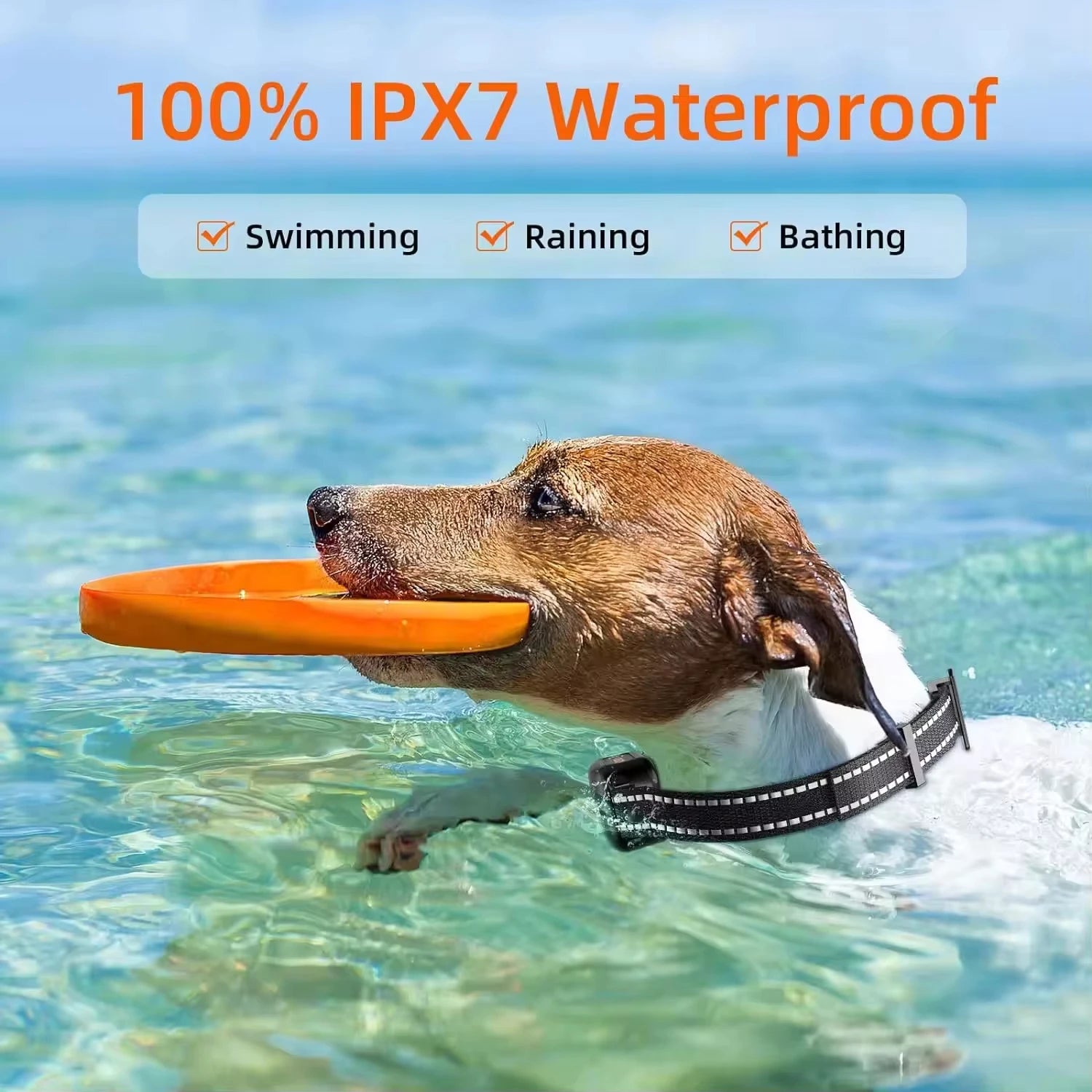 Collier dressage chien 1000 m étanche rechargeable