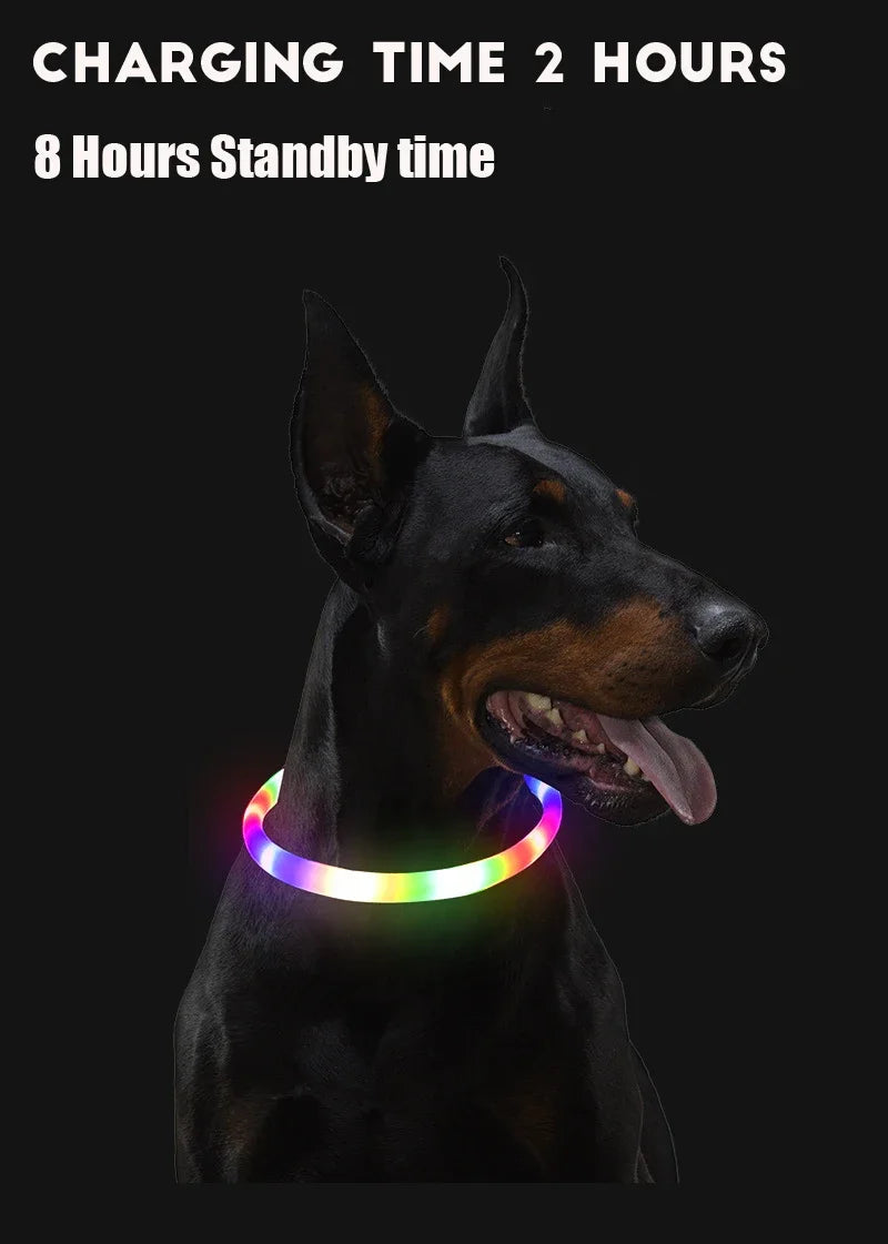 Collier LED chien USB lumineux rechargeable nuit
