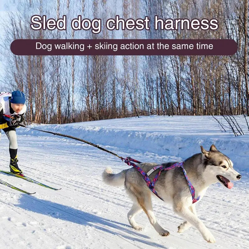 Harnais chien réfléchissant