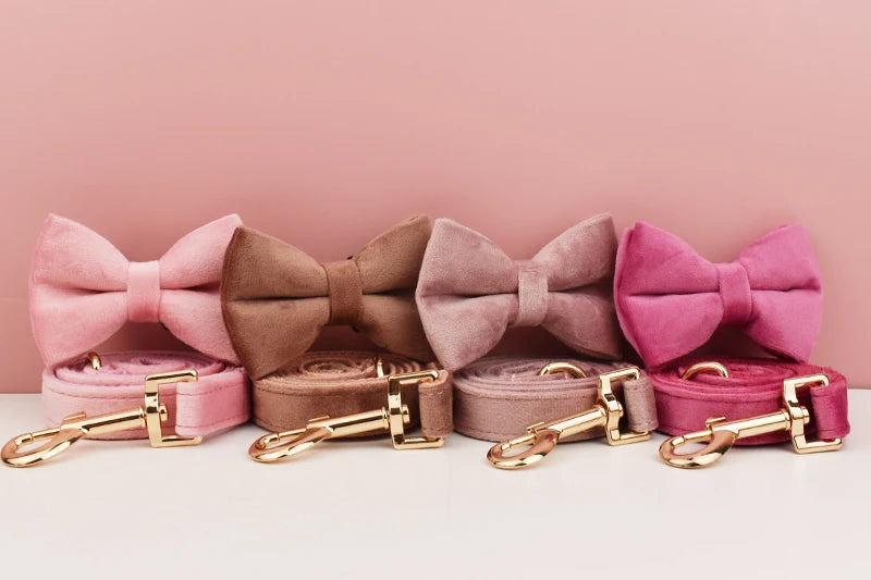 Collier chien velours personnalisé gravé premium