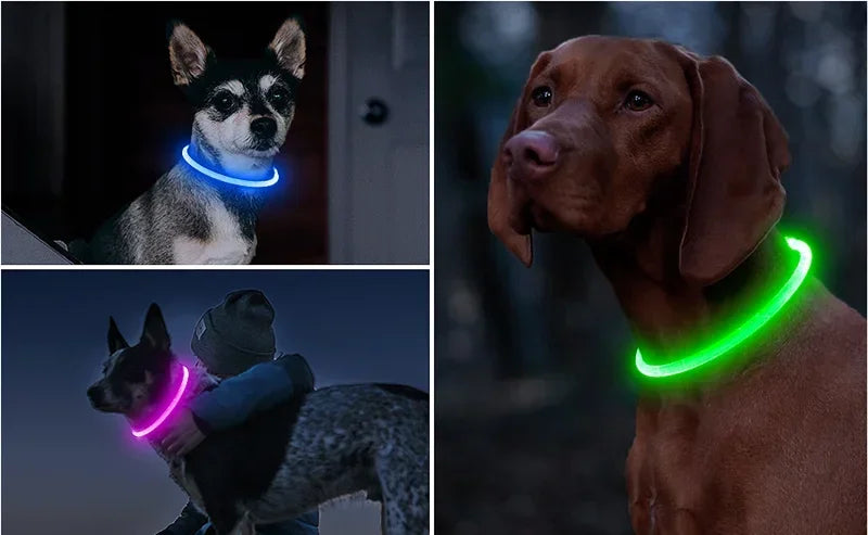 Collier LED chien USB lumineux rechargeable nuit