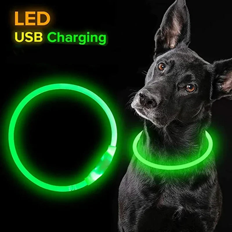 Collier LED chien USB lumineux rechargeable nuit