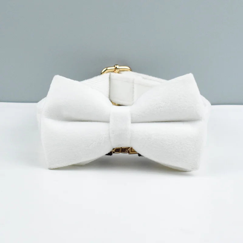 Collier chien velours personnalisé gravé premium