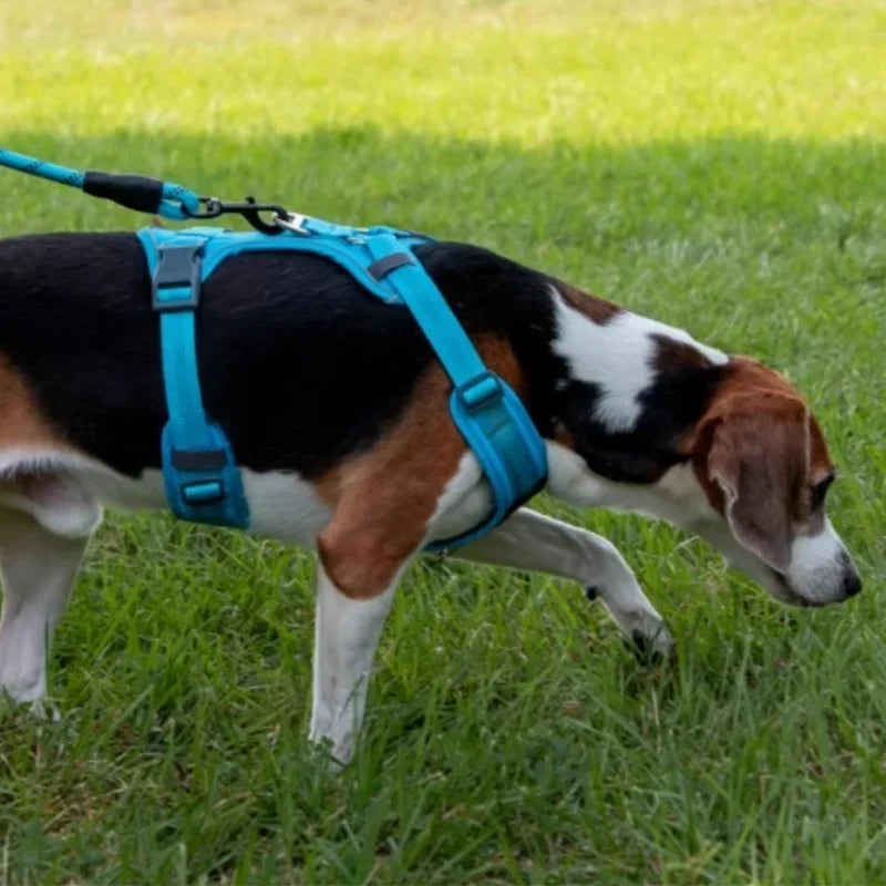 Harnais chien réfléchissant