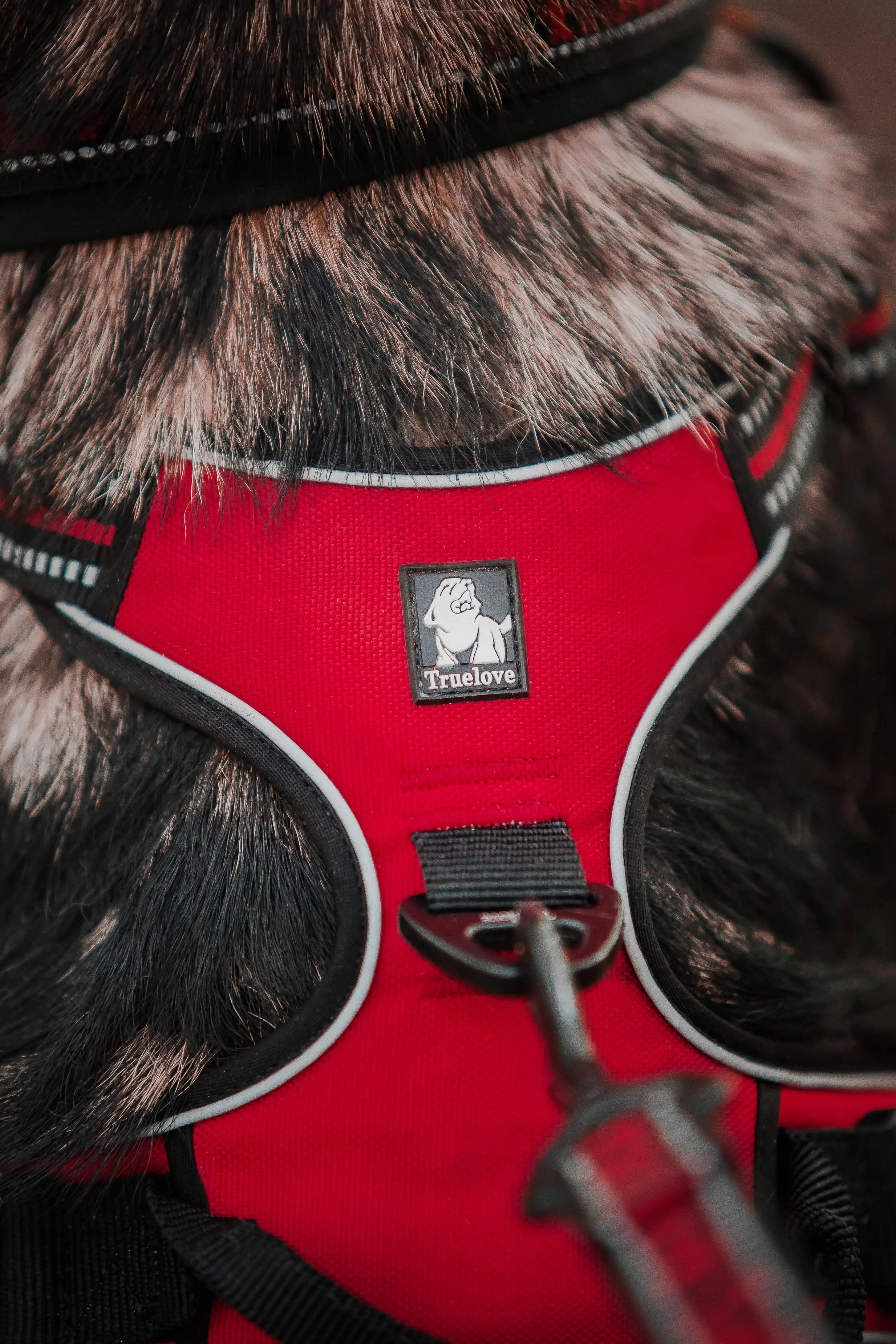 Harnais chien réfléchissant