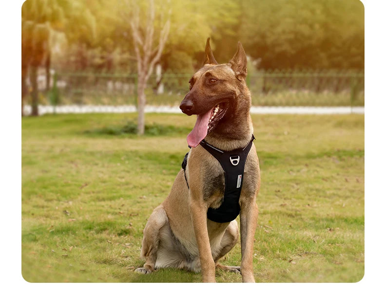 Harnais chien anti-traction
