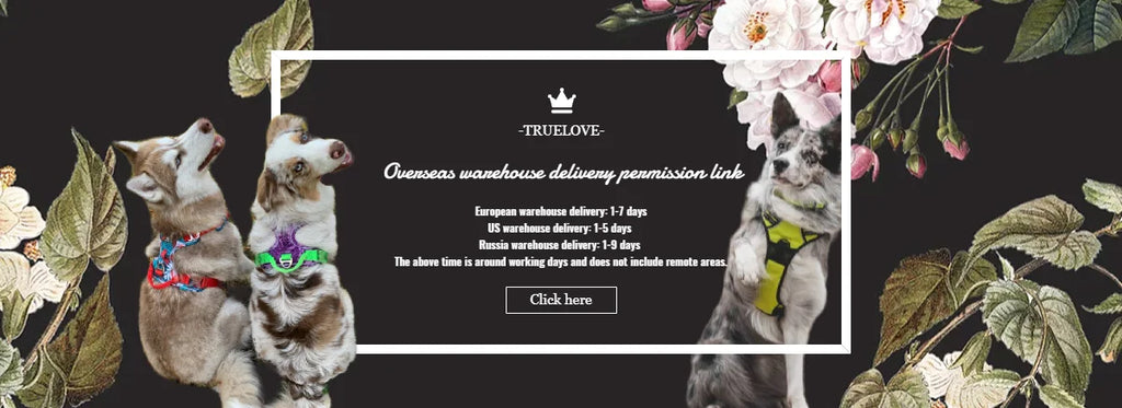 Collier chien réfléchissant