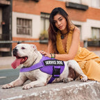 Harnais chien réfléchissant