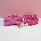 Collier chien velours personnalisé gravé premium