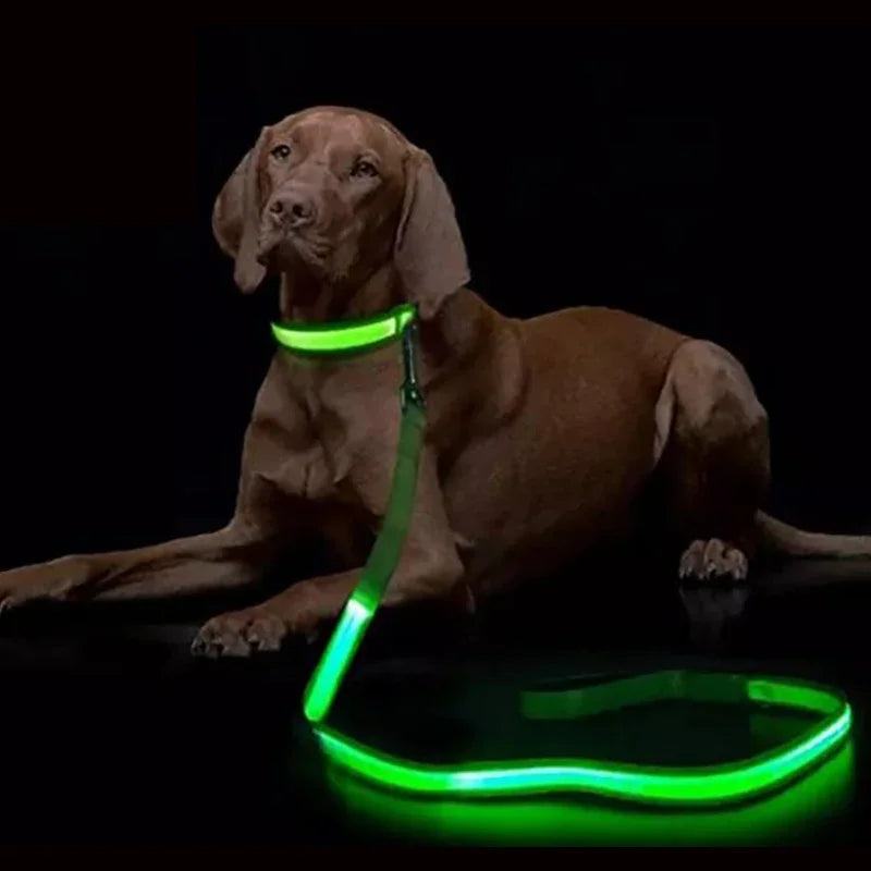 Laisse LED chien lumineuse clignotante sécurité nuit