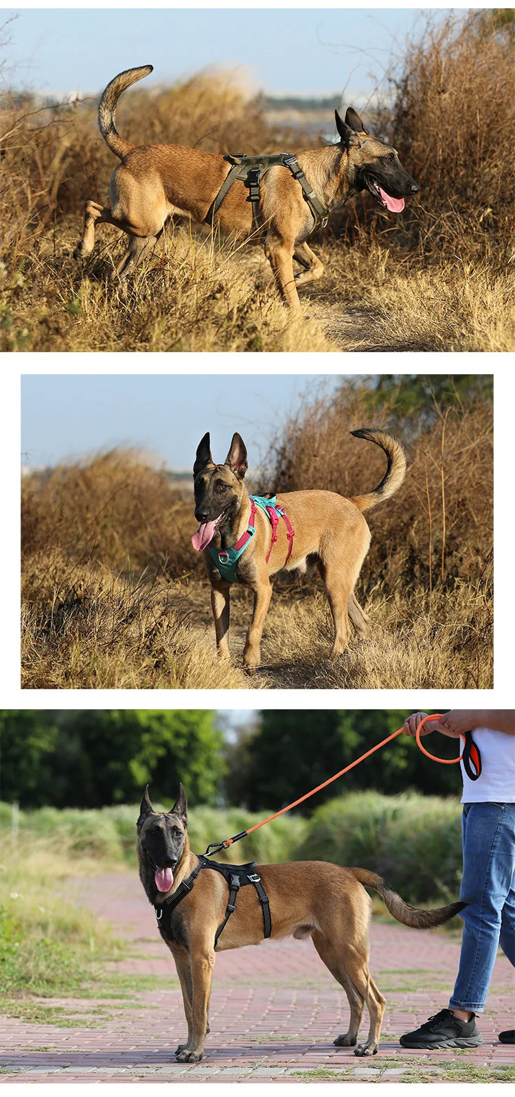 Harnais chien anti-traction