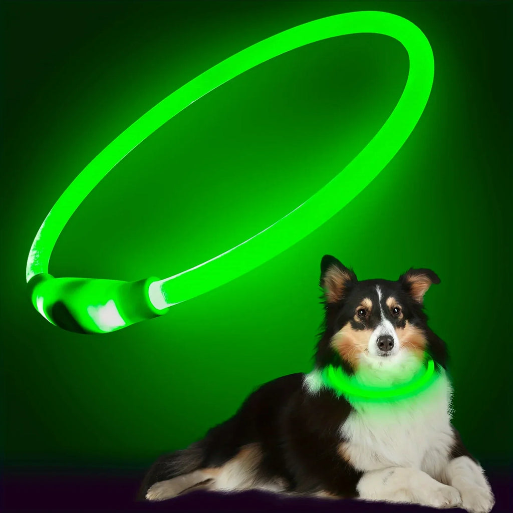 Collier LED chien USB lumineux rechargeable nuit