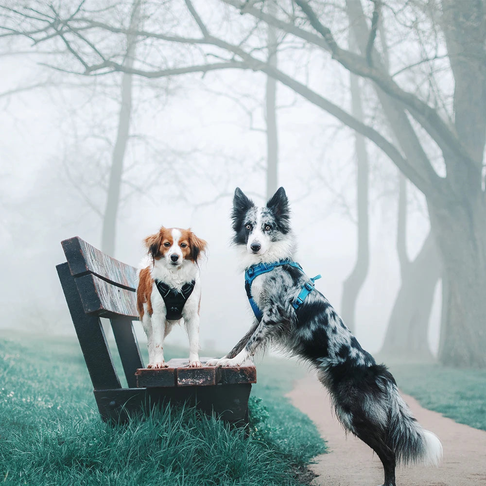 Harnais chien réfléchissant